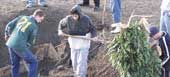 Photo shows young men digging and removing weeds from a river site. 